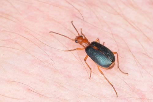 Réf. 271 360 : Brachinus sclopeta